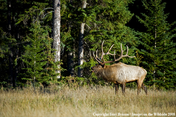 Bull Elk in field