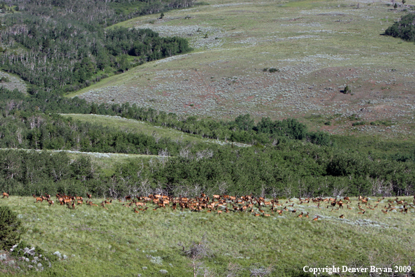 Rocky Mountain Elk in habitat