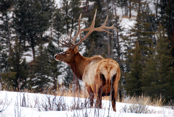 Rocky Mountain Bull Elk in habitat. 