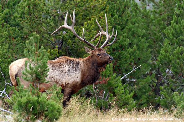 Rocky Mountain elk in habitat. 