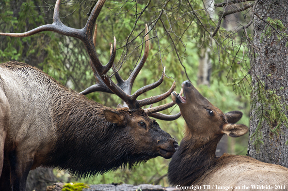 Rocky Mountain bull elk with cow. 