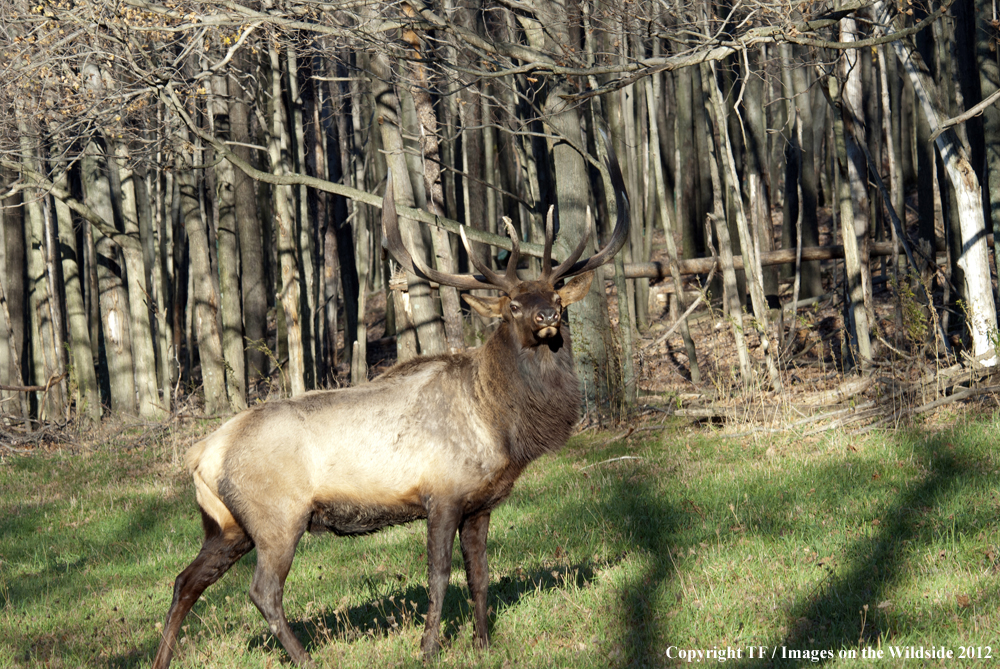 Rock Mountain Elk in habitat. 