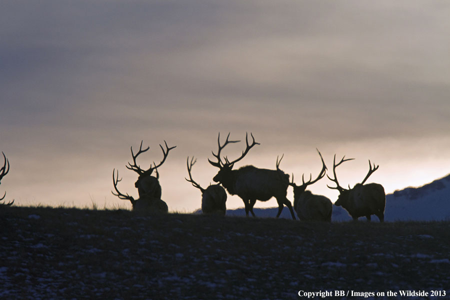 Rocky Moutain Elk in habitat.