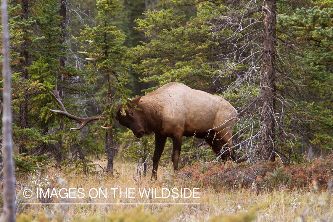 Rocky Mountain Bull Elk rubbing on tree in habitat.