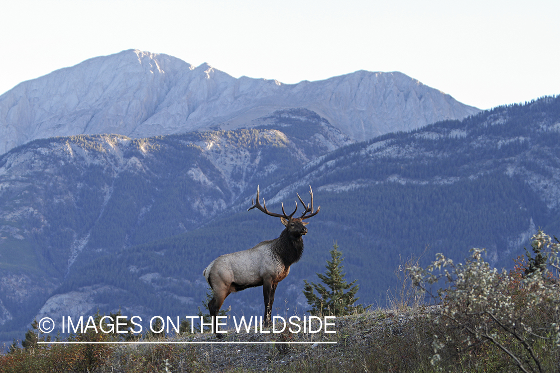 Rocky Mountain Bull Elk in habitat.