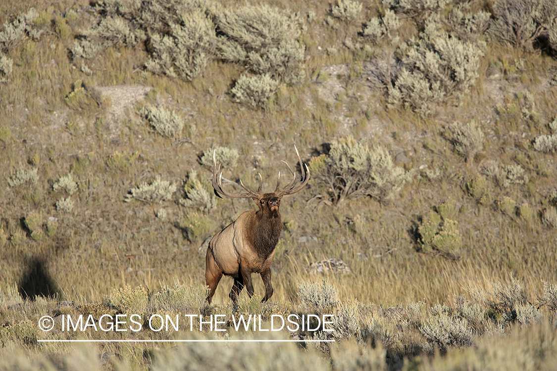 Rocky Mountain Bull Elk in habitat.