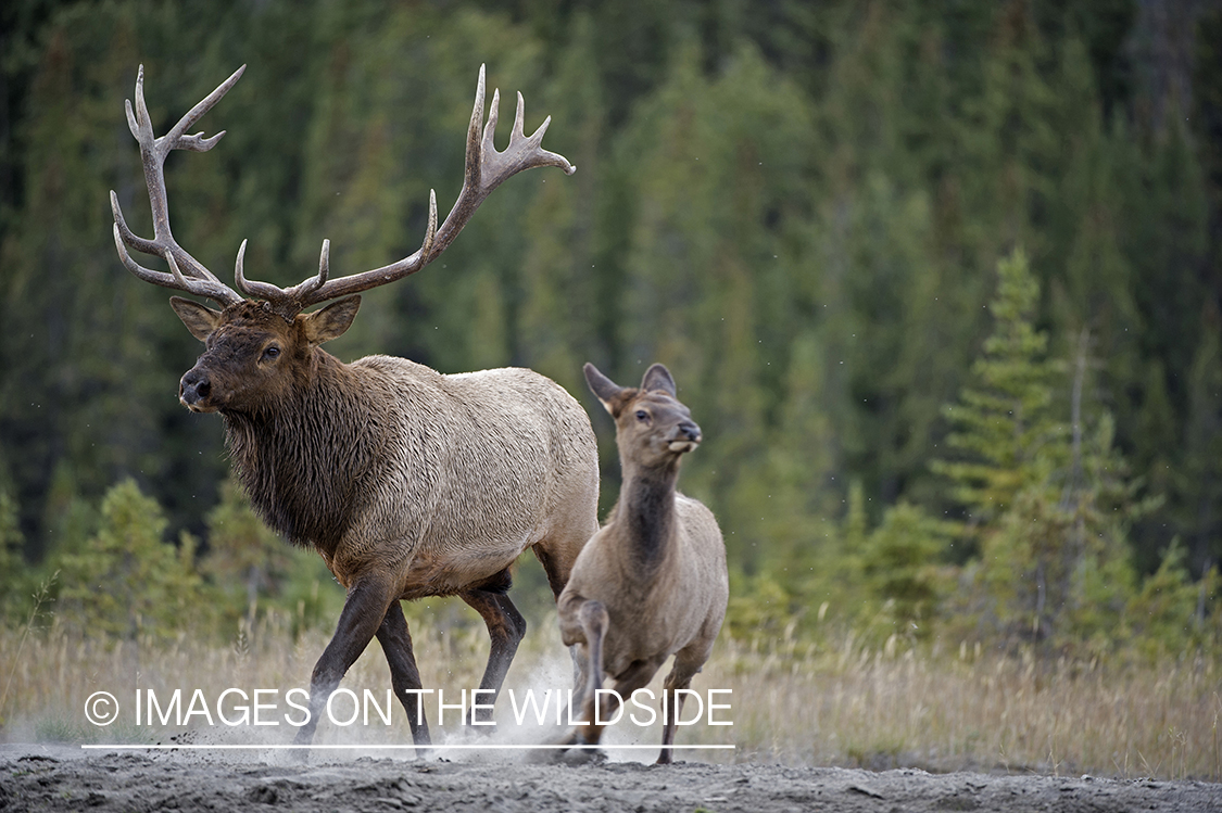 Bull elk pursuing cow.