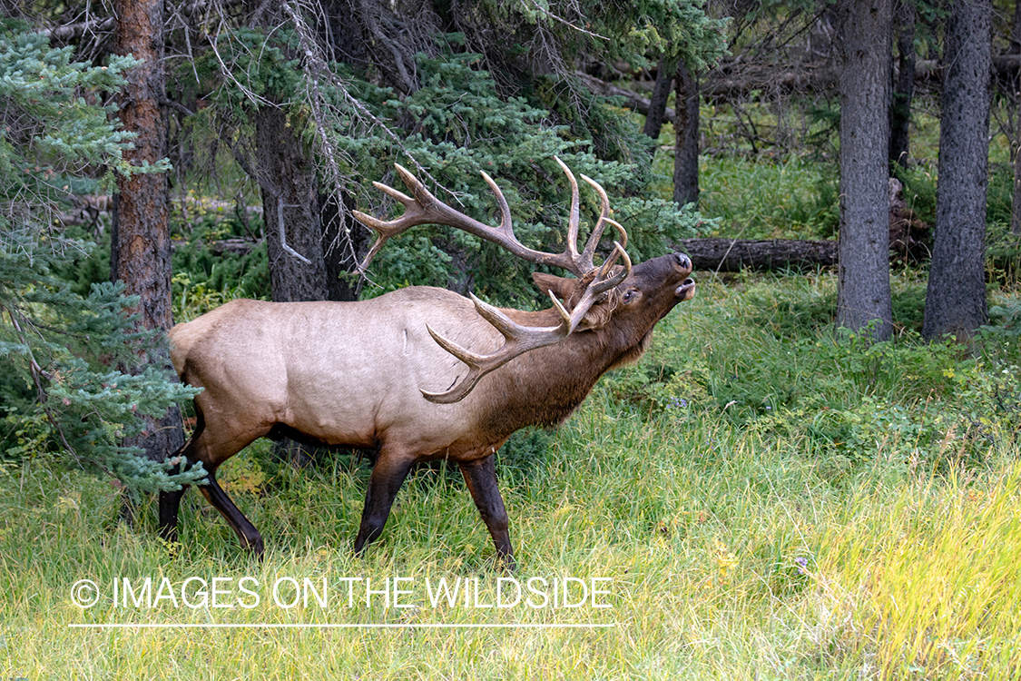 Bull elk in autumn habitat.