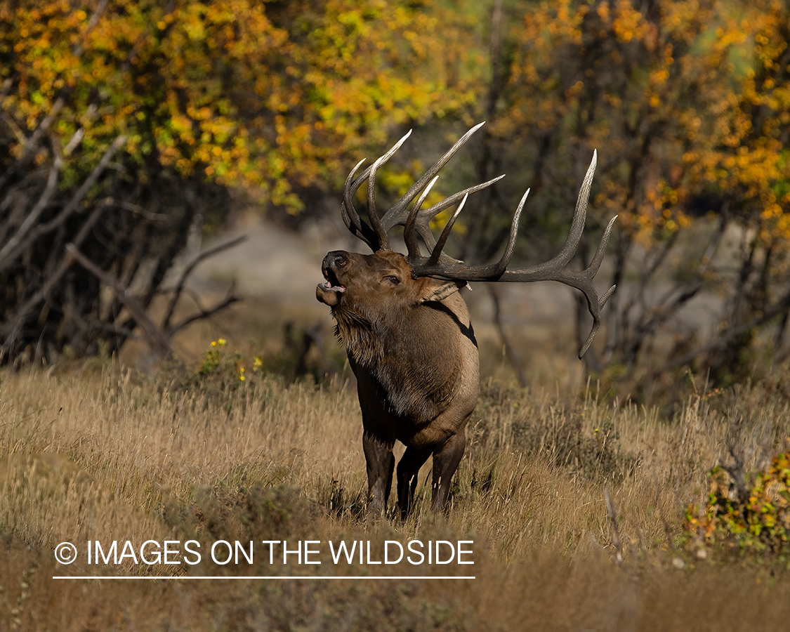 Bull elk bugling.