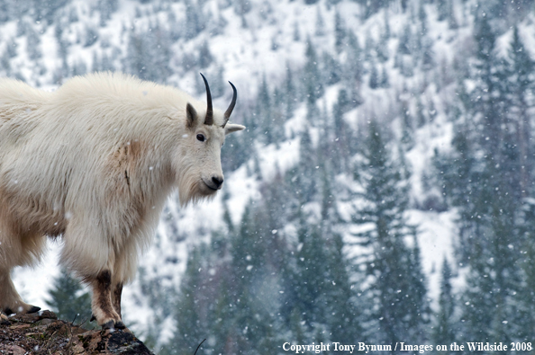 Billy Mountain Goat