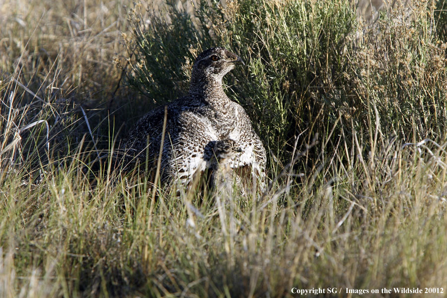 Sage Grouse with hatchling.