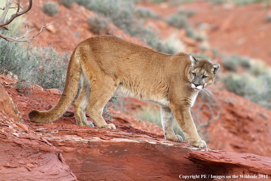 Mountain Lion in habitat.