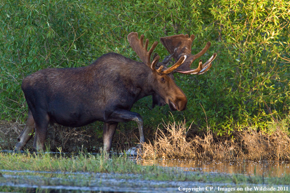 Shiras Moose in habitat. 