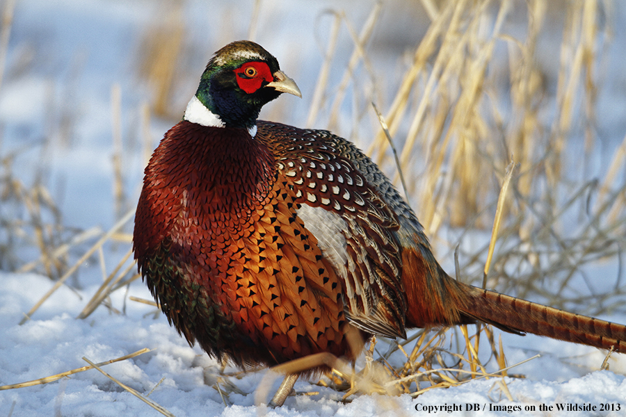 Ring-necked pheasant in field.