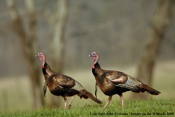 Eastern Wild Turkeys