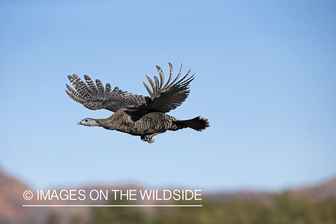 Eastern Wild Turkey in flight.