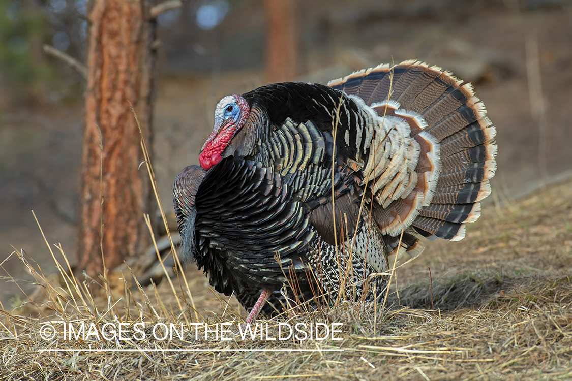 Merriam's turkey tom in full strut.