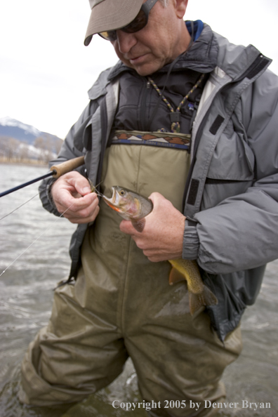 Flyfisherman releasing Yellowstone cutthroat trout.