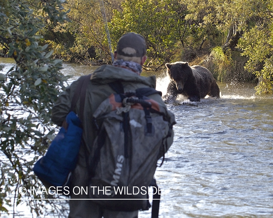 Flyfisherman watching brown bear fish. 