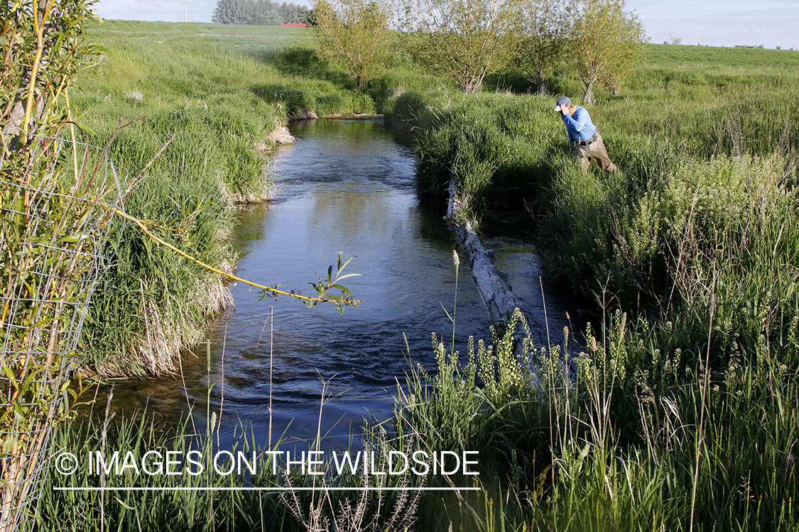 Flyfisherman checking log for fish.