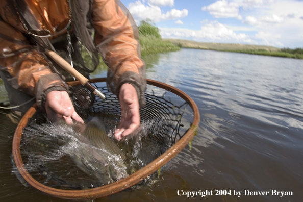 Flyfisherman with rainbow trout (close up of trout).