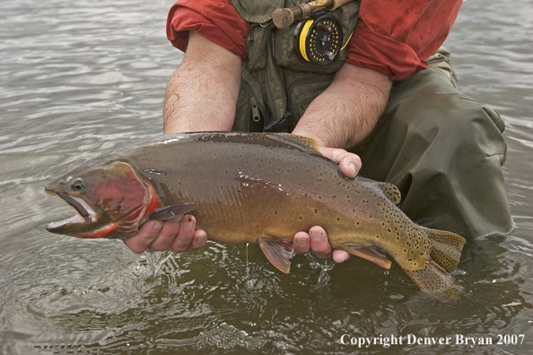 Flyfisherman with large cutthroat trout.