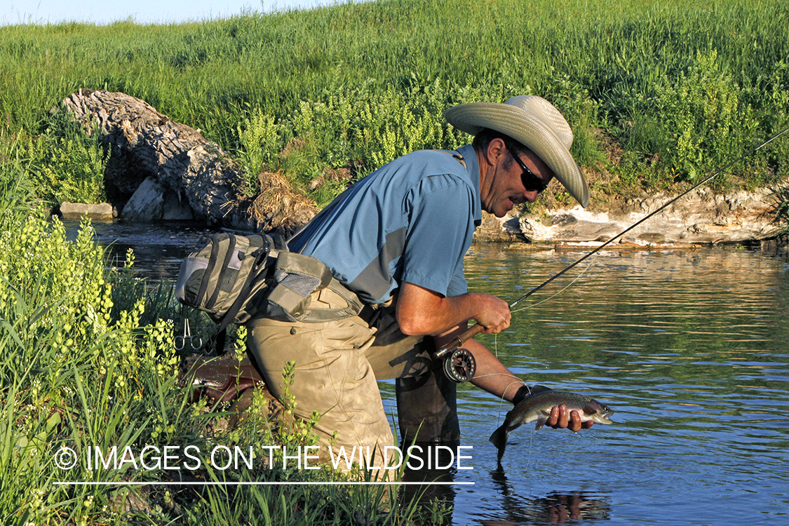 Flyfisherman releasing rainbow trout.