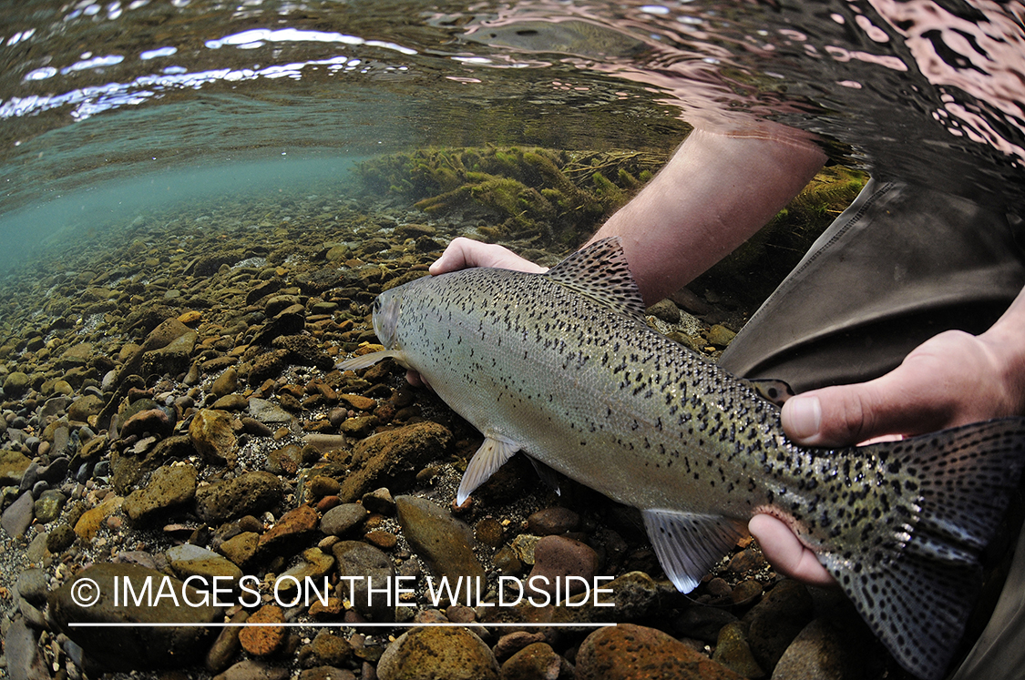 Flyfisherman releasing rainbow trout.