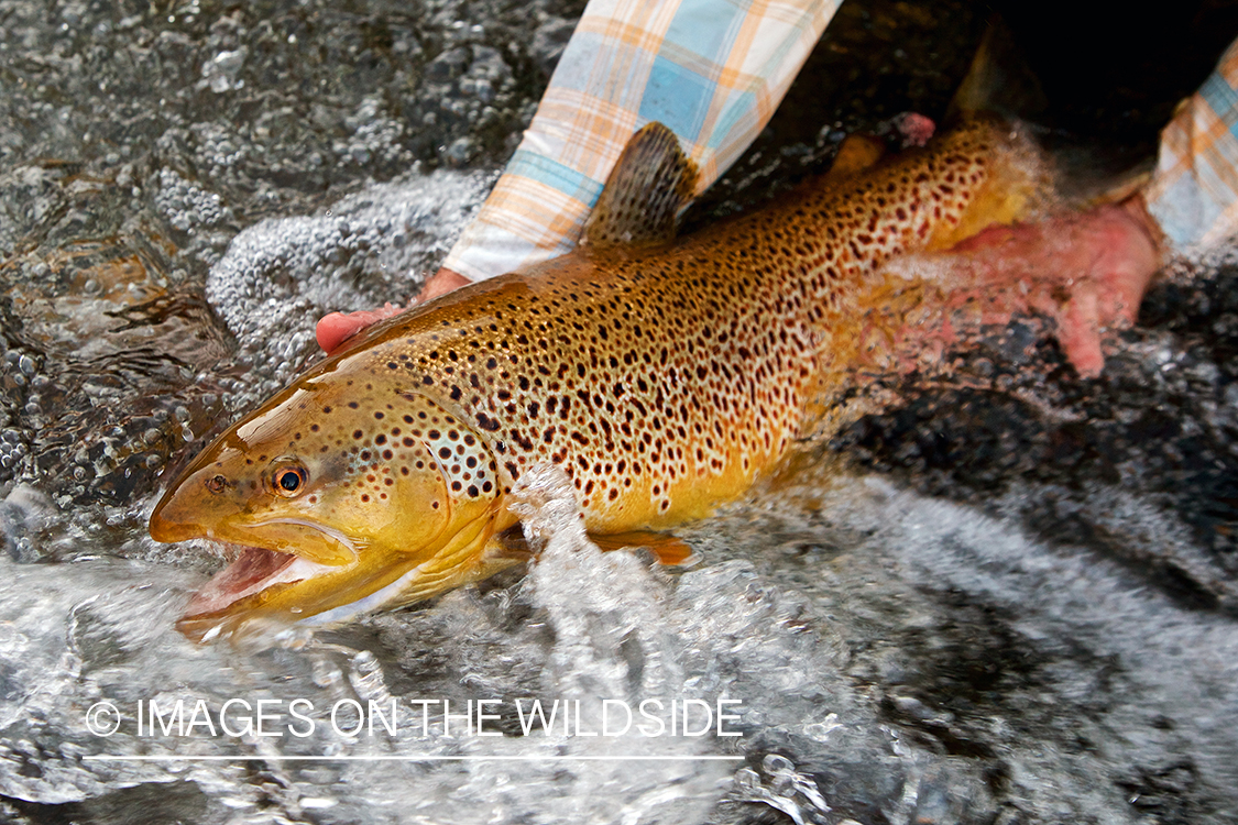 Flyfisherman releasing brown trout.