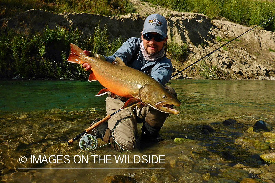 Flyfisherman releasing bull trout.