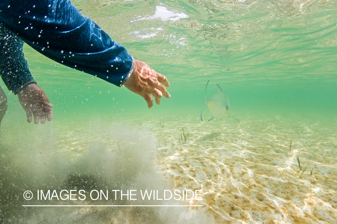 Flyfisherman releasing Permit.