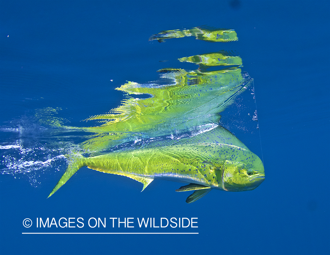 Hooked Dorado underwater.