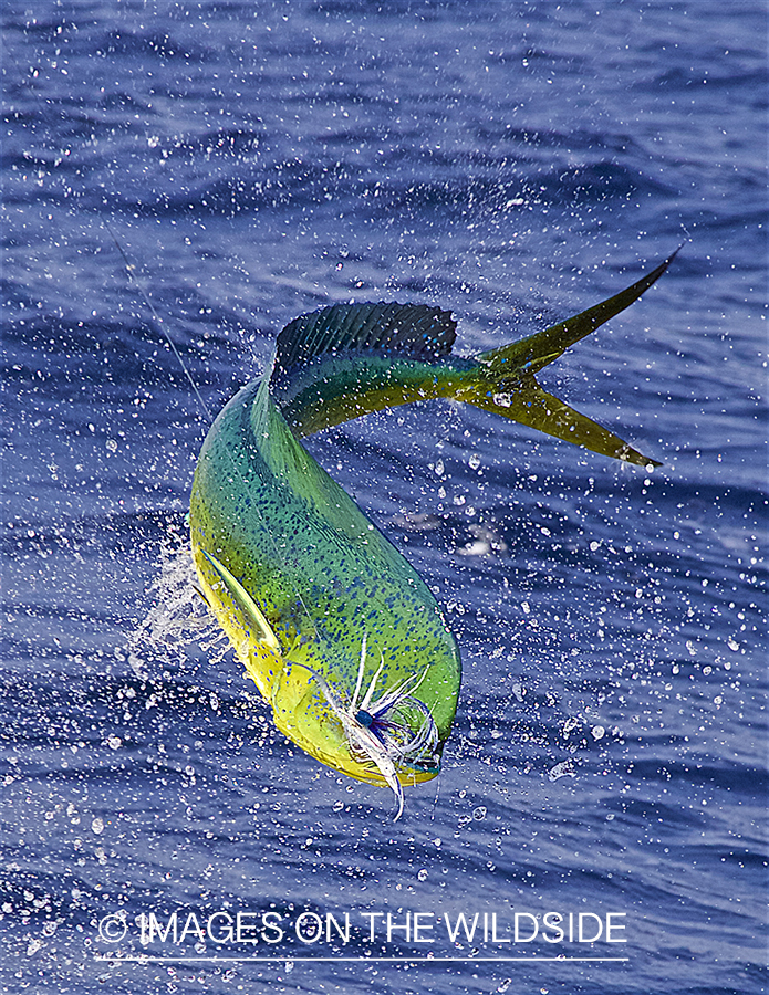 Jumping hooked dorado.