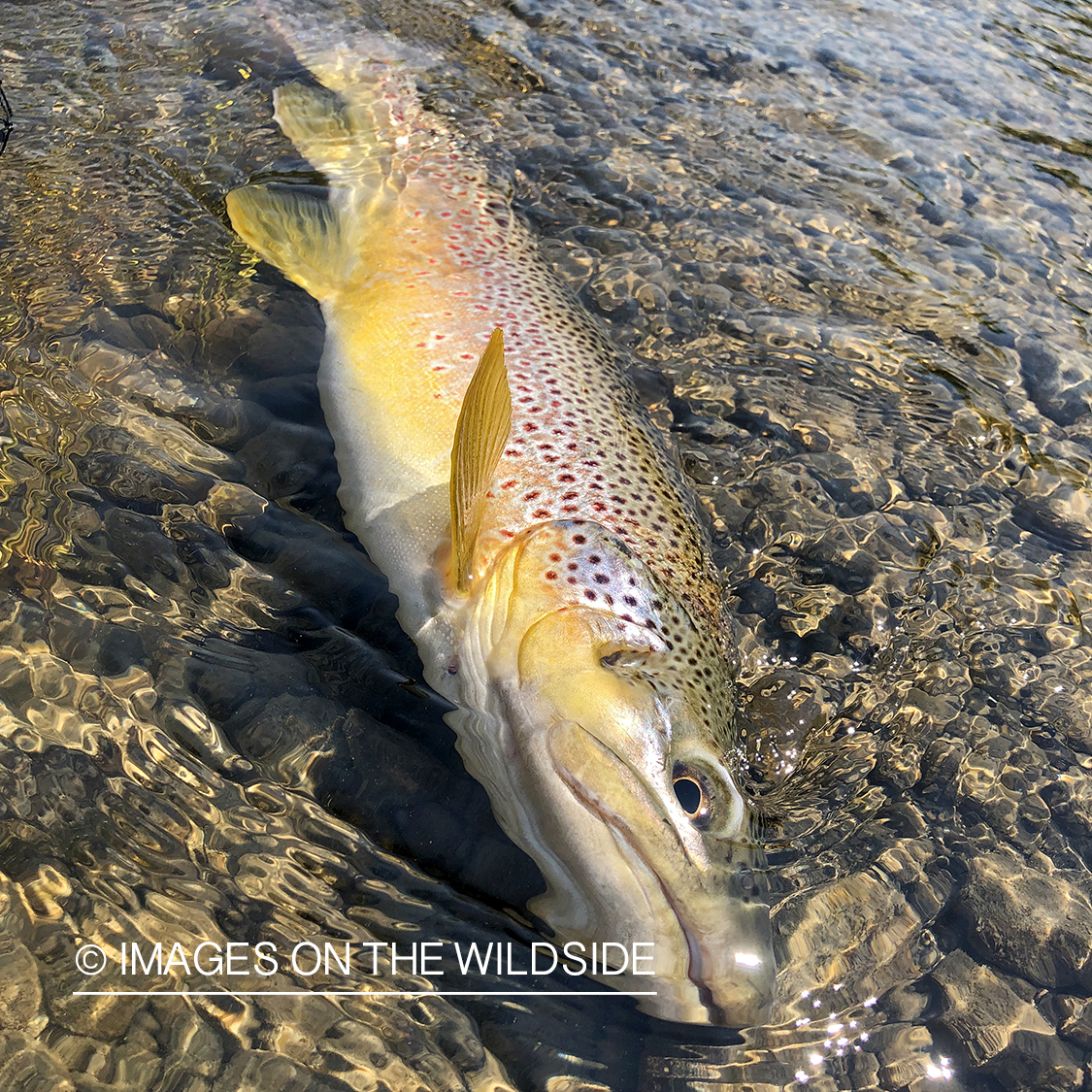 Releasing brown trout.