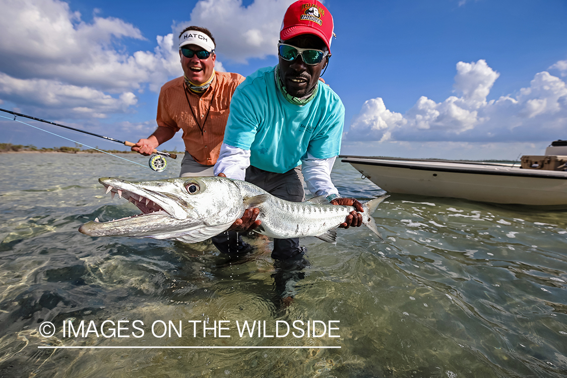 Flyfisherman releasing Barracuda.