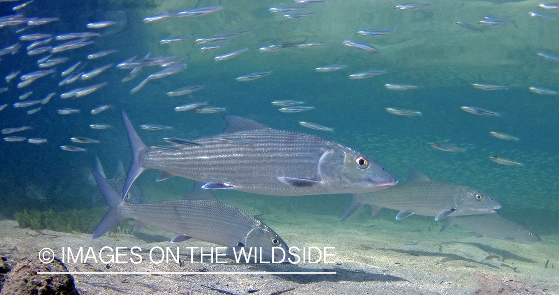 Bonefish in habitat.