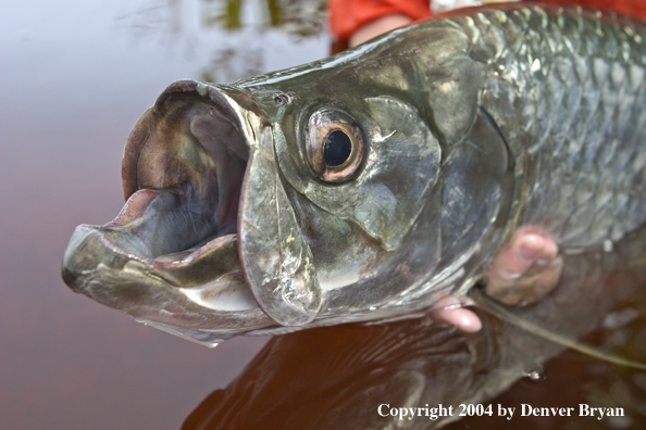 Flyfisherman w/tarpon 