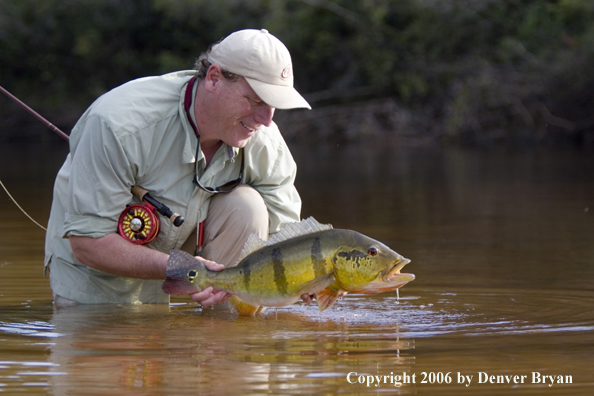 Fisherman holding Peacock Bass