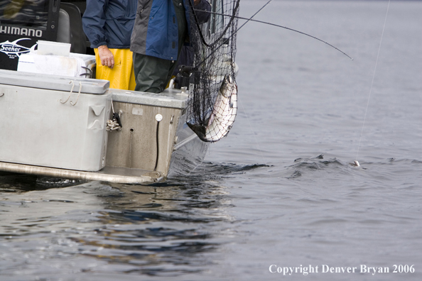 Fisherman netting a salmon.  