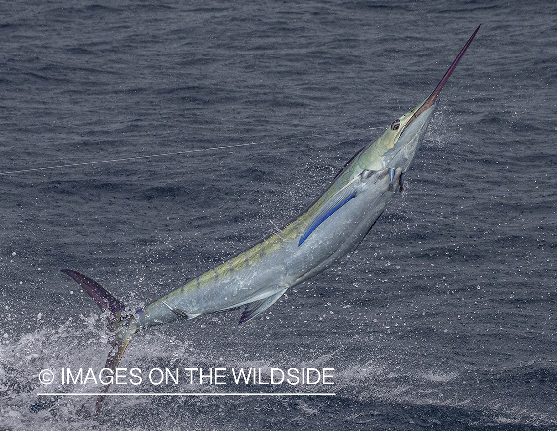 Marlin (blue) jumping.