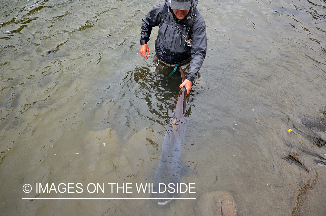 Fly fisherman releasing Taimen.