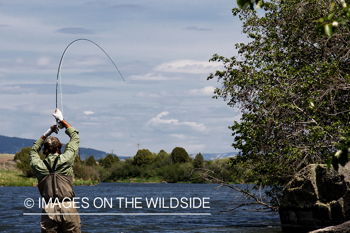 Flyfisherman fighting with fish.