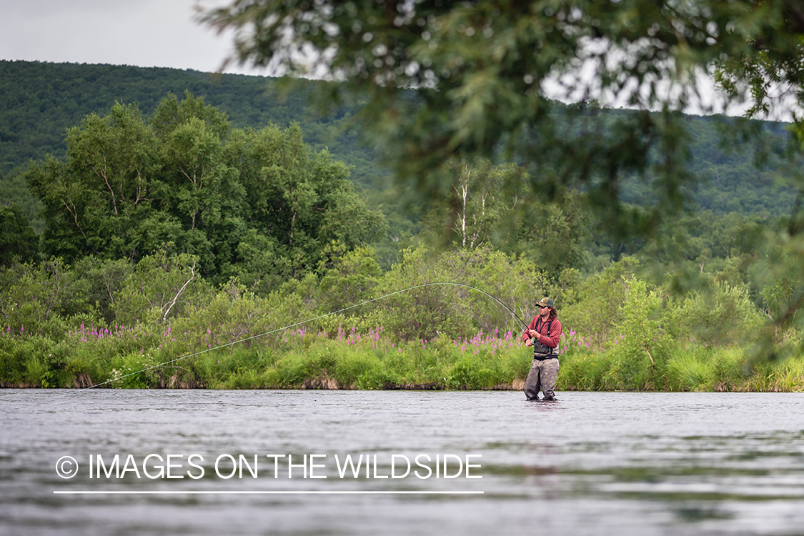 Flyfisherman fighting fish on the Sedanka river in Kamchatka Peninsula, Russia. 