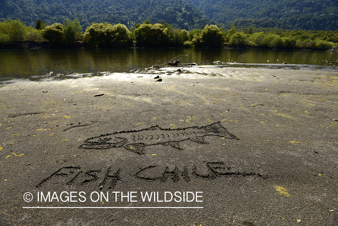 Fish Chile sand drawing.