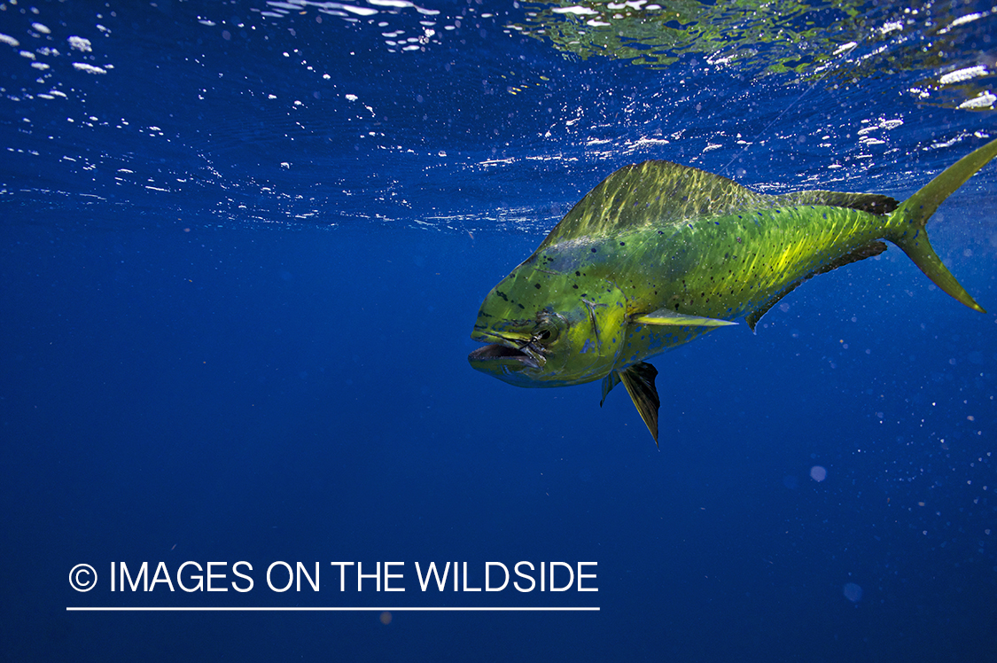 Dorado fish in deep sea.