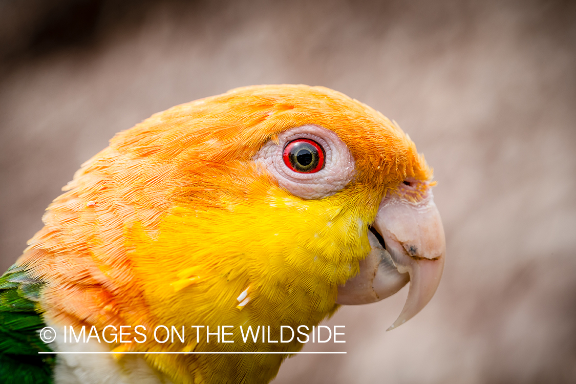 Flyfishing for Golden Dorado in Bolivia. (parrot)