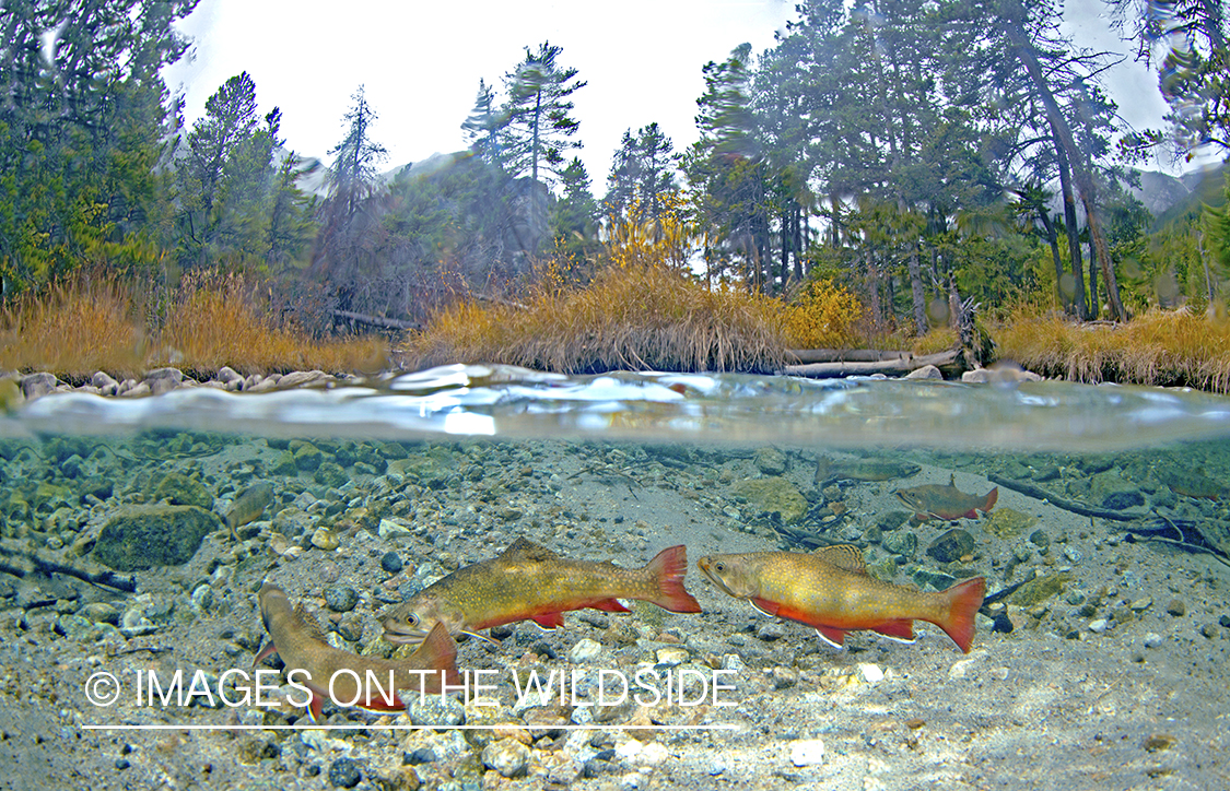 Brook trout in habitat.