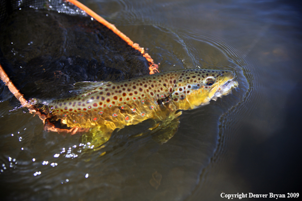 Brown trout underwater