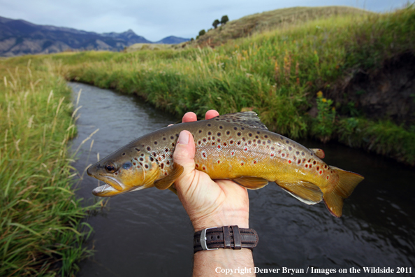 Flyfisherman holding brown trout. 