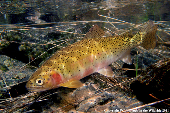 Westslope Cutthroat, St. Joe River, ID.